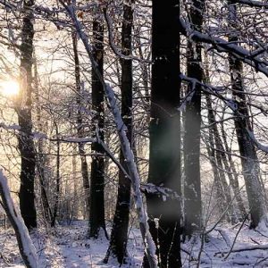 Waldbaden im Winter Märchenhafte Spaziergänge