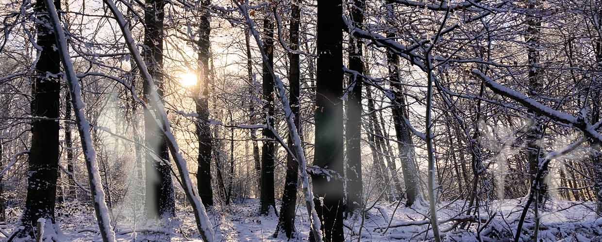Waldbaden im Winter Märchenhafte Spaziergänge